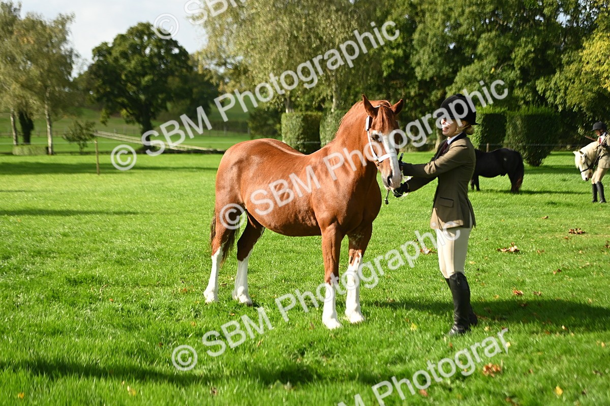 SBM_15947 - S1 - TSR in Hand Horse & Pony Showing