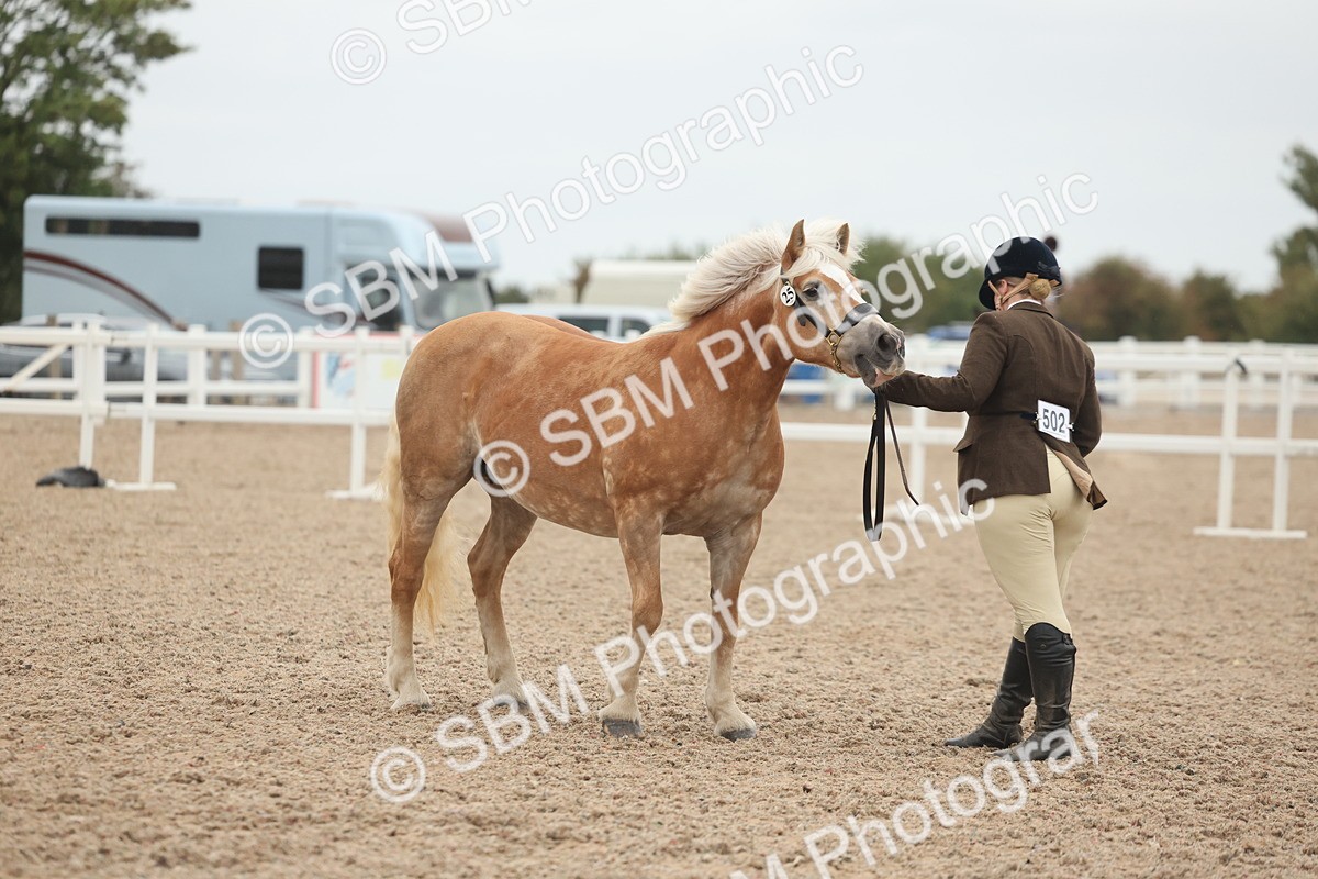 SBM_19373 - Class 317 - IH Pure Bred Horse-Pony