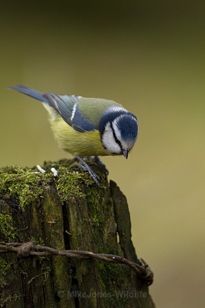 BLUE TIT REF BT 3 - THE BLUE TIT