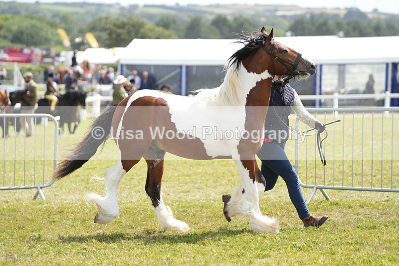 DSC07211 - Coloured Horse In Hand Championship