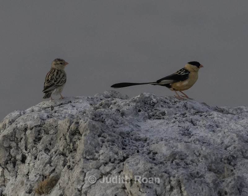 Shaft-tailed Whydah, female & male - Namibia 2022