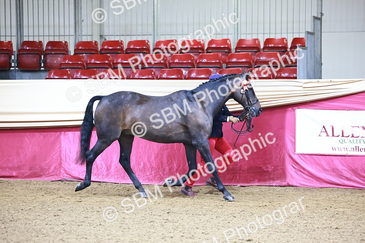 SBM_21657 - Class 901 - Supreme Final - IH  Diamond