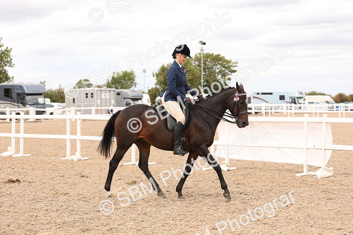SBM_17309 - Class 214 - Ridden Hack Riding Horse