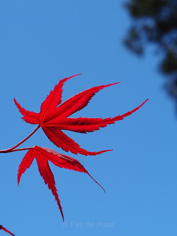 P4240141 - Autumn Leaves