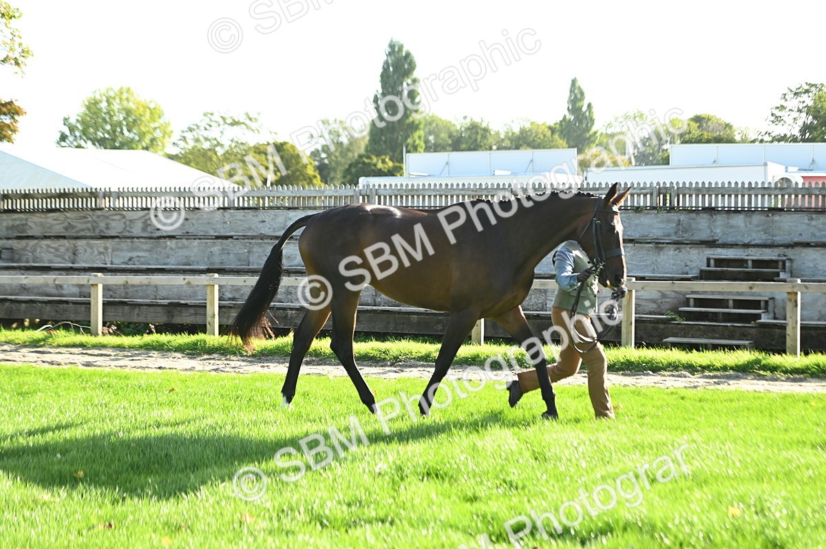 SBM_14744 - S1 - TSR in Hand Horse & Pony Showing