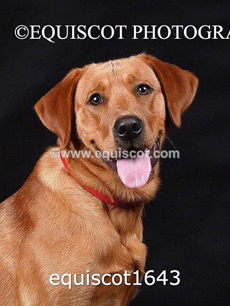 equiscot1643 - PADDY