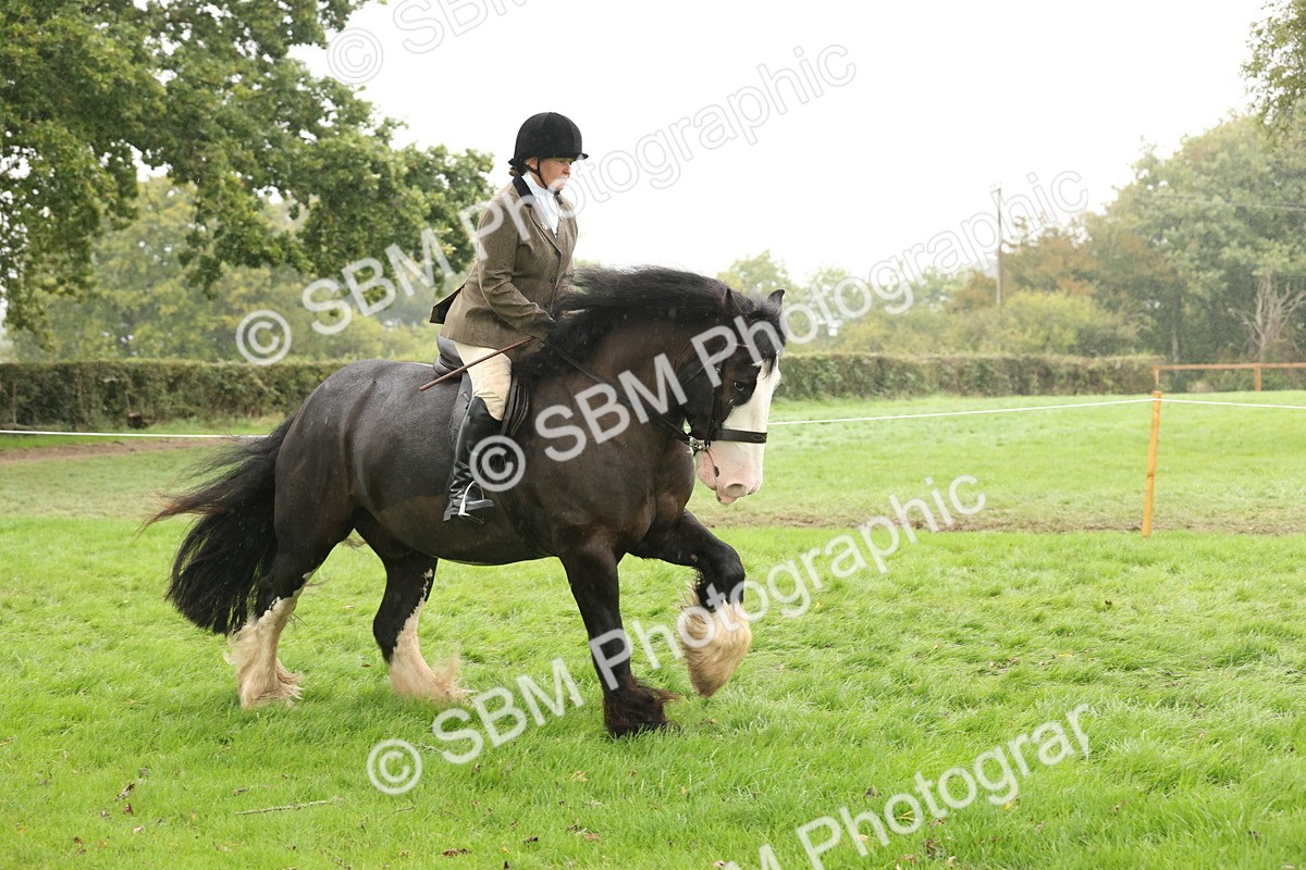 SBM_69803 - S69 - Show Cob Ridden