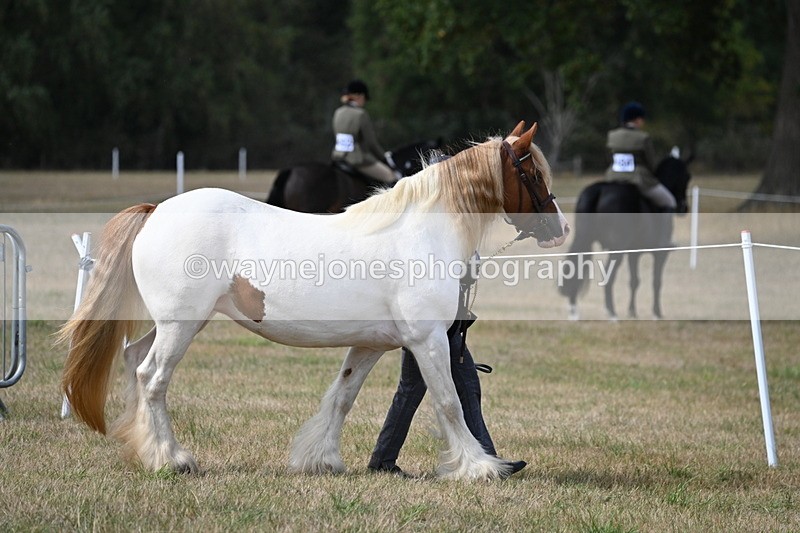 WJ6_6431 - Class 20 In-hand Cob