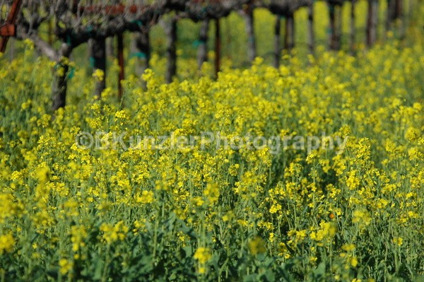  - Wine Country