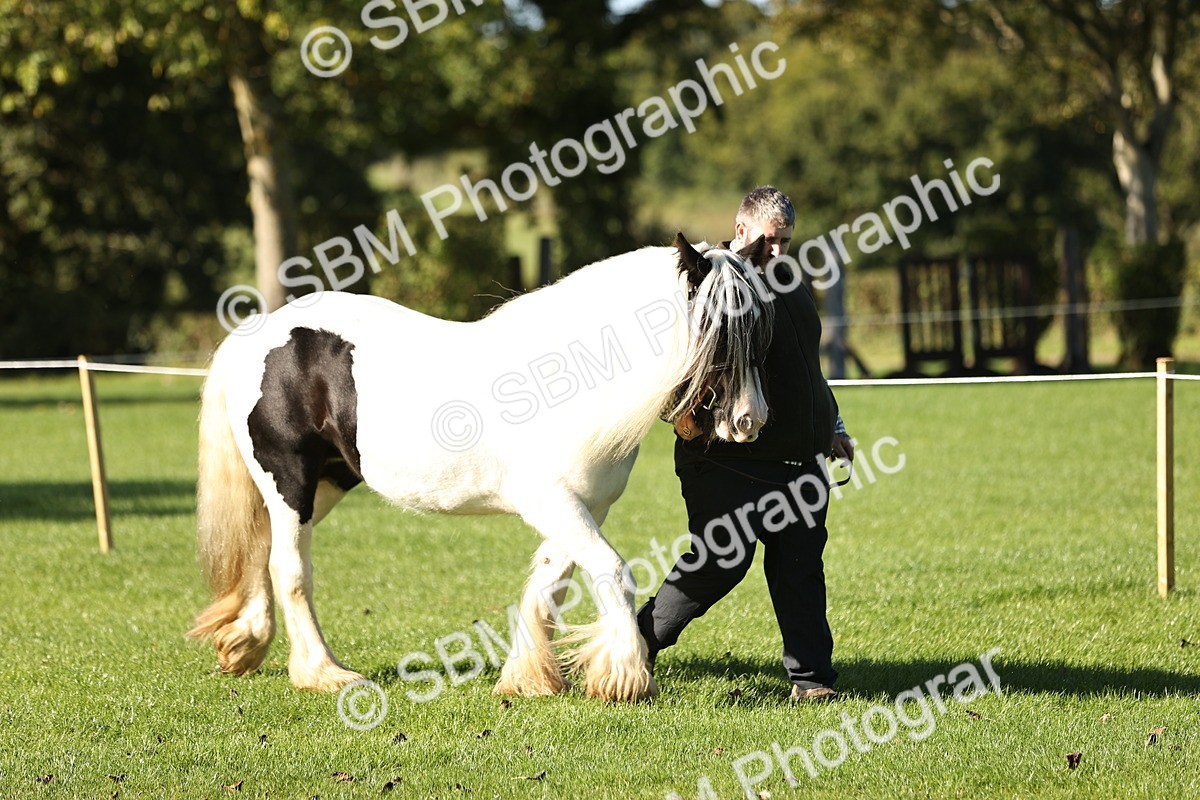 SBM_15837 - S1 - TSR in Hand Horse & Pony Showing