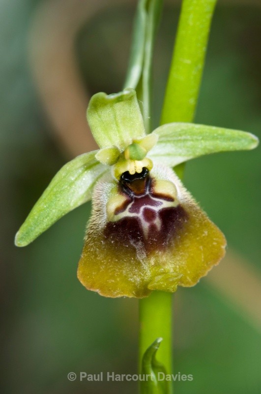 Ophrys lacaitae x Ophrys holoseria ssp gracilis. one of a hybrid swarm in a small woodland area nr San Marco in Lamis - Orchids - Ophrys