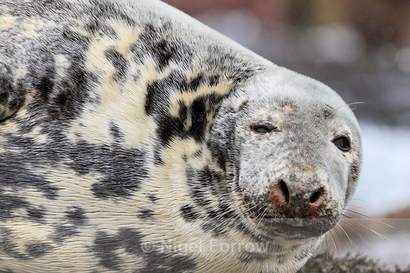 Grey Seal close-up, Isles of Scilly - Seal