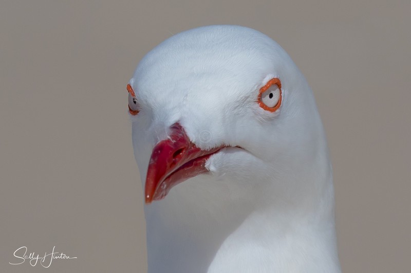 Gull Eyes