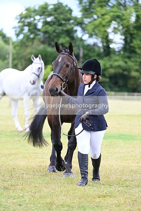 WJ7_6968 - Class 5a Most Handsome Gelding in Hand