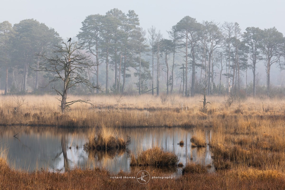 Crow in the bog - Freshwater