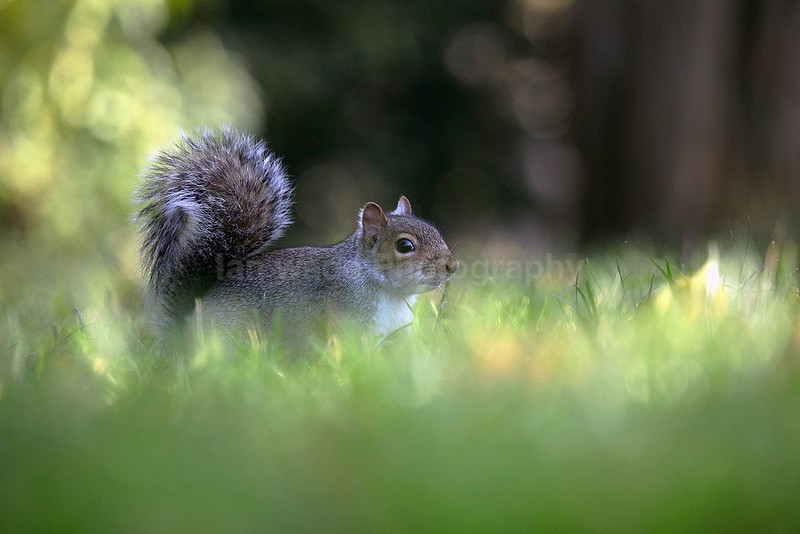  - Wildlife, Mammal Photography, Great Britain