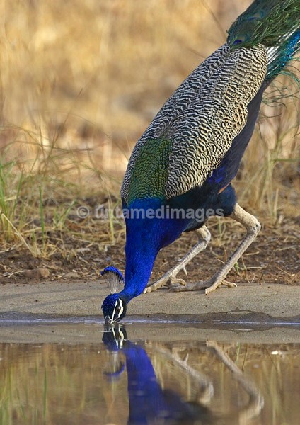 Indian Peafowl - India