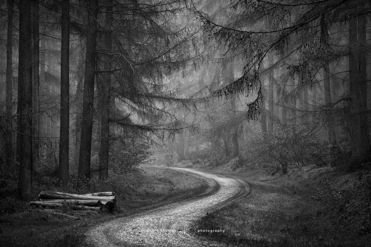 Beyond the log pile - Mono Mist Trees