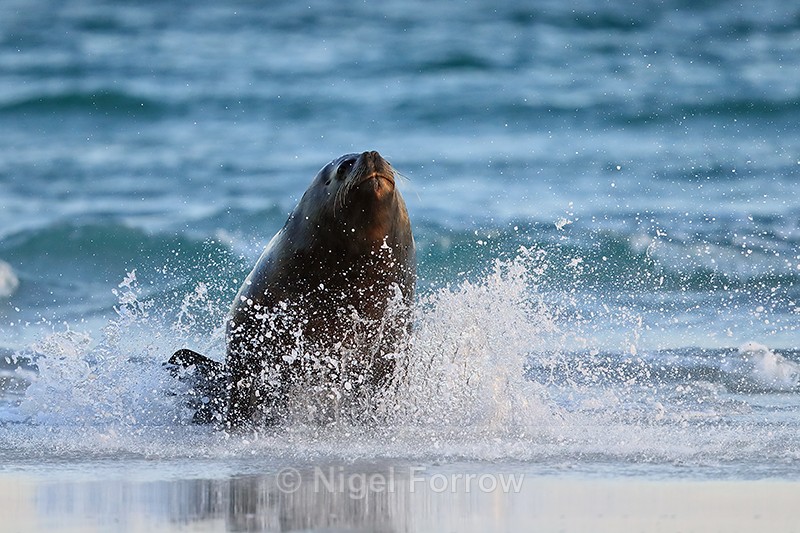 Sea Lion rushes from sea chasing King Penguins, Falklands - Sea Lion