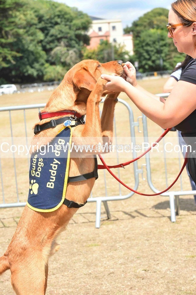 SH4_0224 - Dog show.