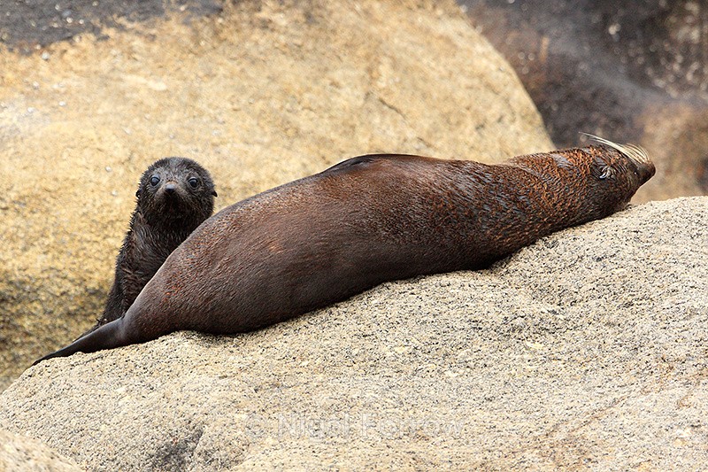 New Zealand Fur Seal pup, Abel Taman, South Island - Seal
