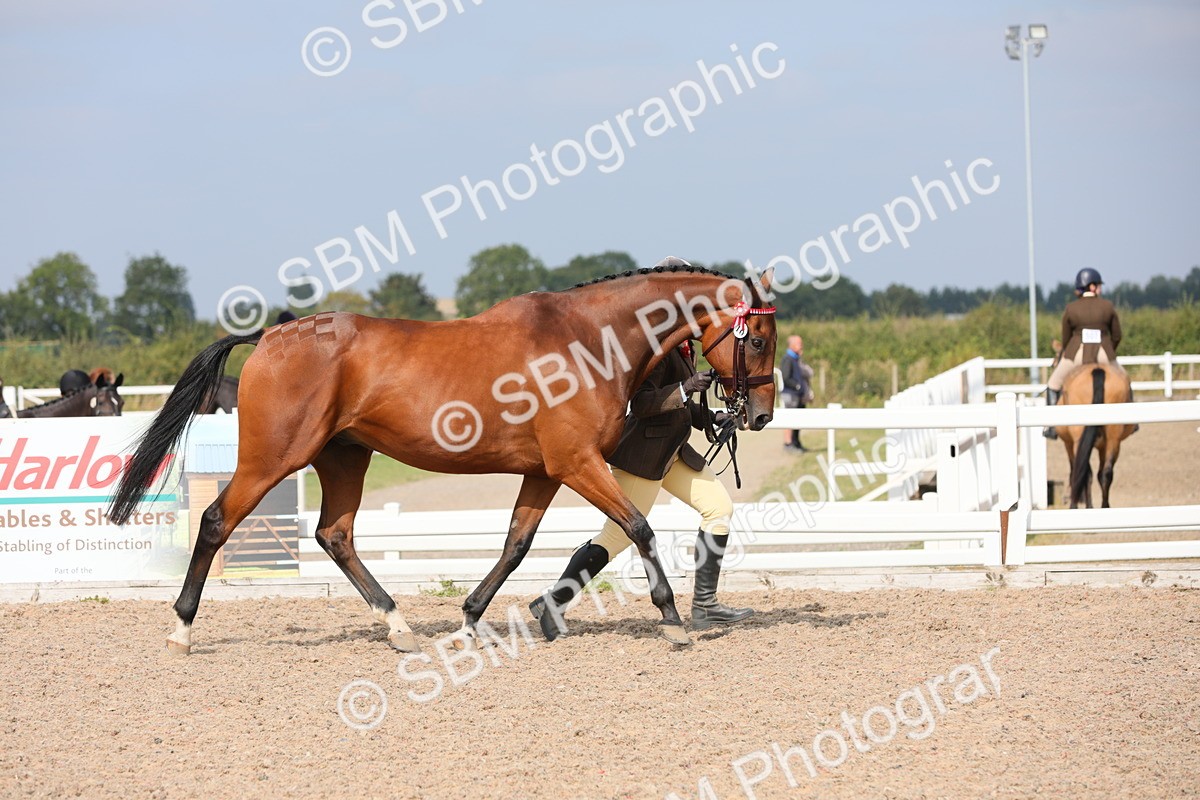 SBM_15915 - Class 313 IH Retired Racehorse