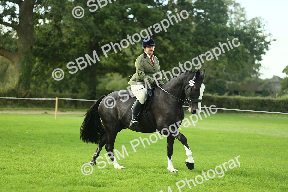 SBM_50680 - S33 - Working Hunter & Working Show Horse