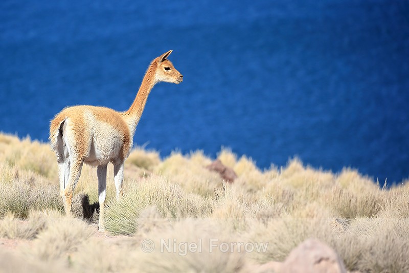 Adult Vicuna above Laguna Miscanti, Chile - Vicuna