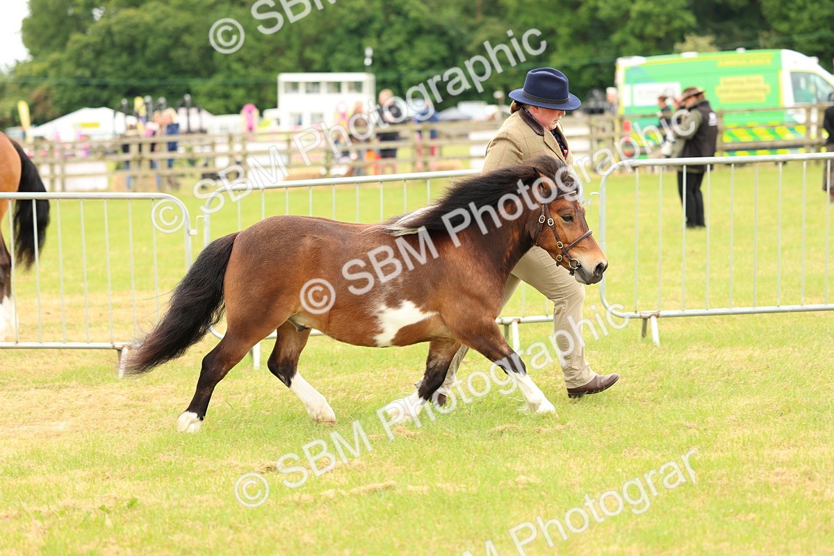SBM_04417 - Class 64-67 - Shetland Pony In Hand
