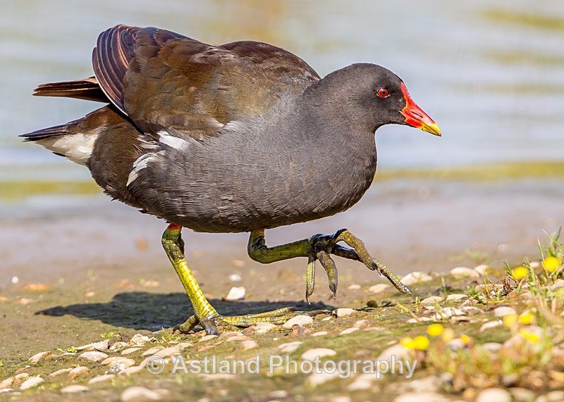 Astland Photography, Bird and Wildlife Images, Susan and Peter Wilson, U.K.