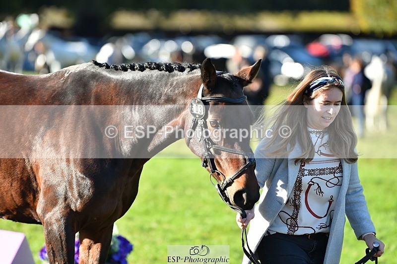 231022-101110-22290 - 503-JAGUAR.MAID-Isobel.Lole-TrotUp+SJ