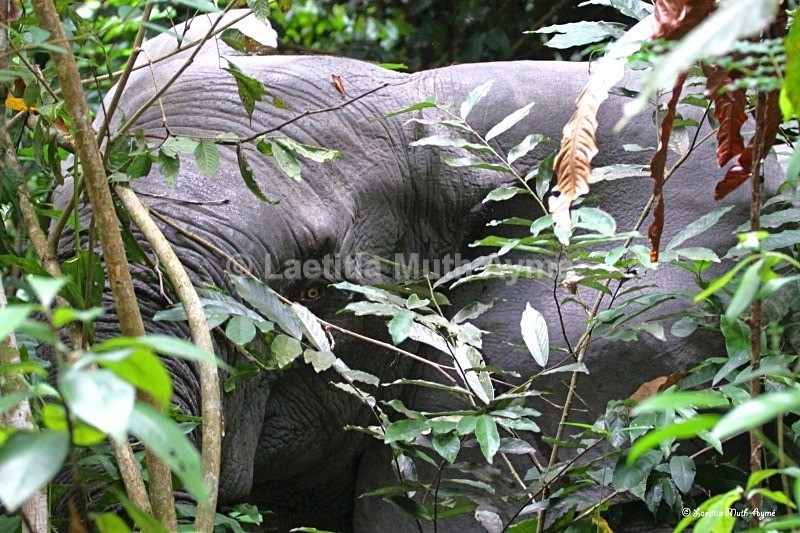 IMG_0953 La Lopé, Gabon - Elephants