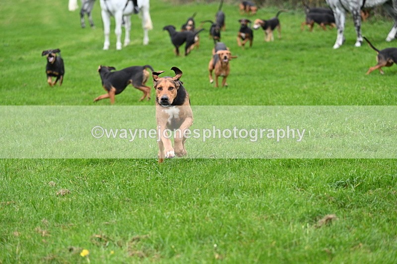WJ7_8791 - Meet Staff & Hounds
