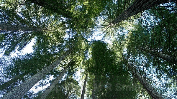 Tall Trees - LANDSCAPES & TREES
