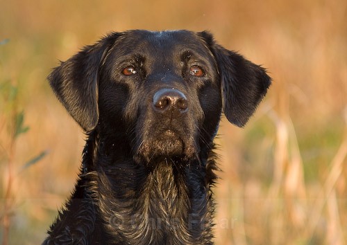 11 - Heney Gundogs