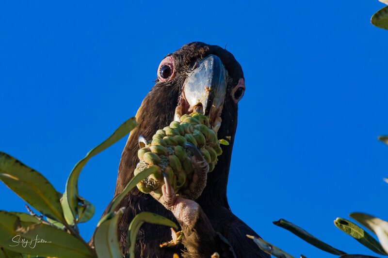 Yellow-tailed Black-cockatoo Male Eating 3 0A3A8574 - Black Cockatoos