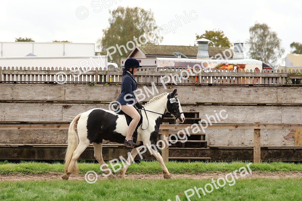 SBM_59889 - S36 - Rehabiliated Rescue Horse & Pony In Hand & Ridden