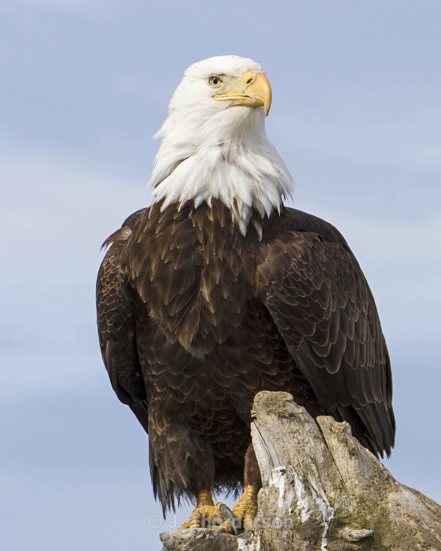  - Bald Eagles