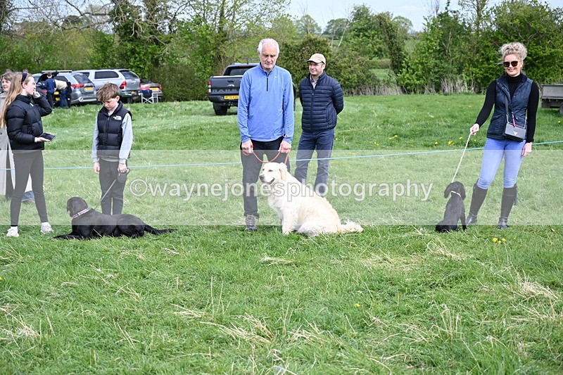 WJ6_8735 - Class 8 Best Working / Gun Dog or Bitch