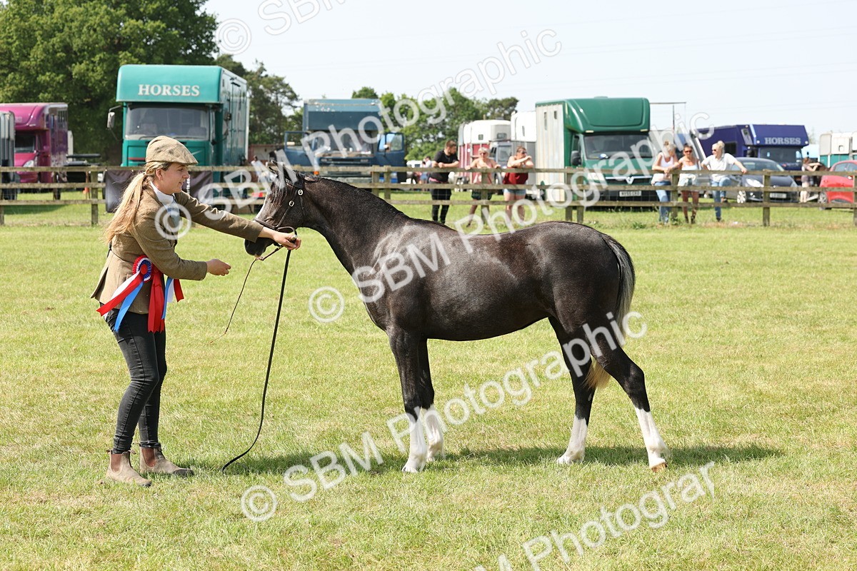 SBM_02425 - Class 6-13 - Mountatin and Moorland In Hand Welsh Breeds