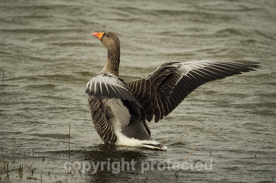 Greylag Goose - River Witham - Lincolnshire - Birds