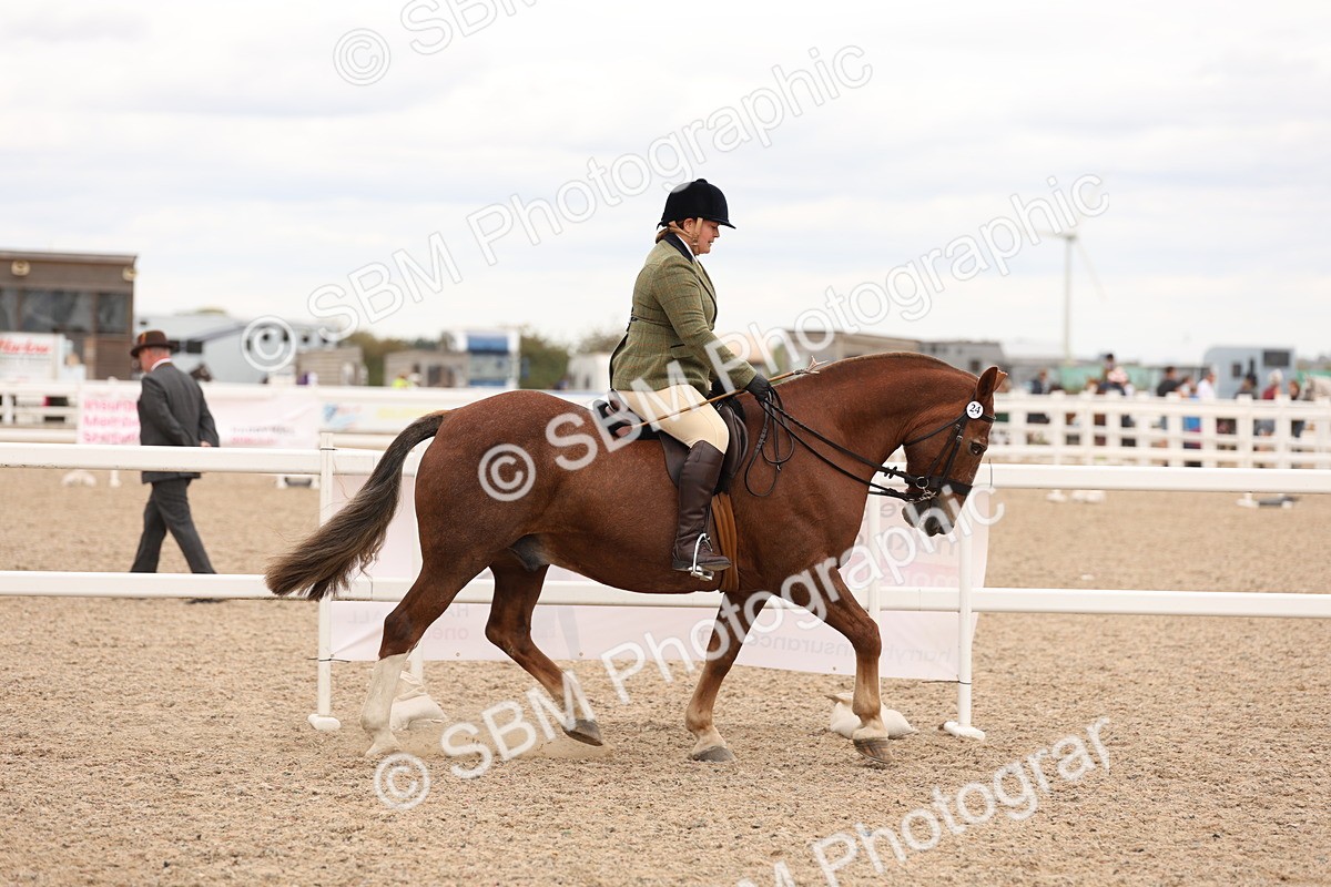 SBM_19510 - Class 215 - Ridden Show cob