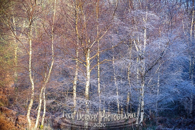 Arbour Blues - Winter in The Forest of  Dean & Wye Valley