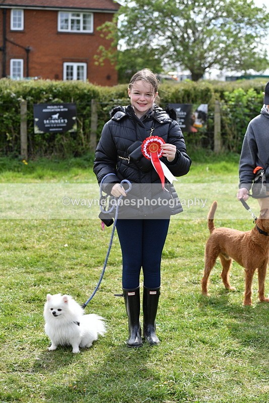 WJ5_9861 - Class 3 Most Handsome Dog
