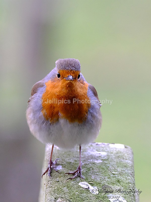  - Wildlife and Nature