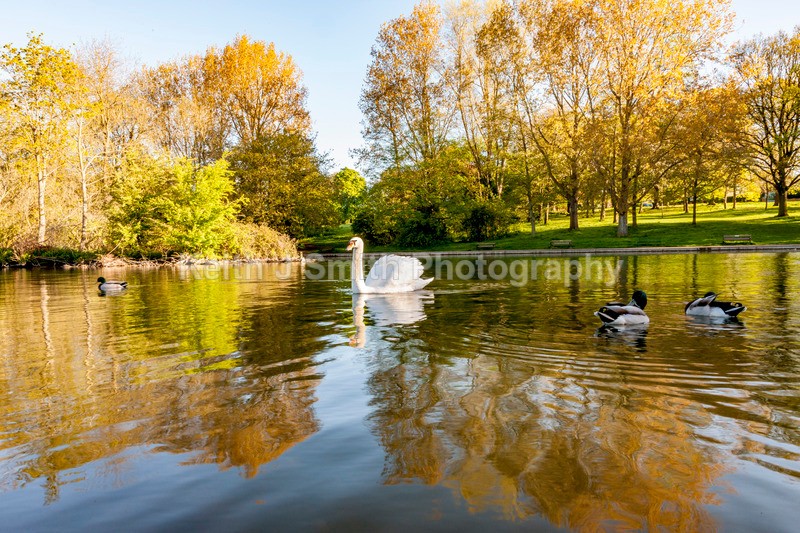 8SKJ6843 - Trees in Abington Park