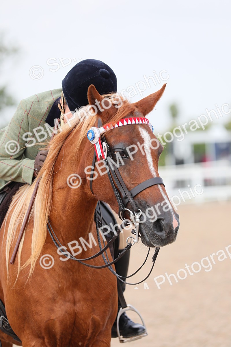 SBM_11472 - Class 305 Ridden Foreign Breeds- Pure Bred