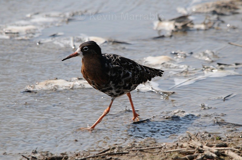  - Birds