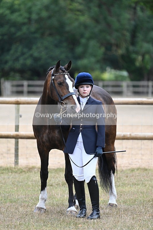 WJ7_9803 - Class 5a Most Handsome Gelding (above 14.2hh)