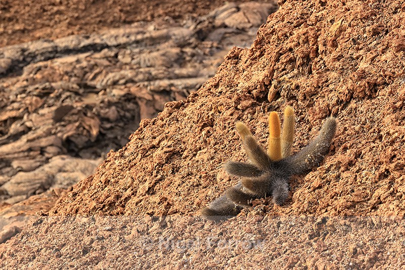 Lava Cactus Brachycereus nesioticus, Bartolome, Galapagos - PLANTS